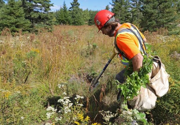 Jonathan Clark said his environmental company planted 10 thousand trees in New Brunswick in 2020.  (Submitted by Jonathan Clark - image credit)