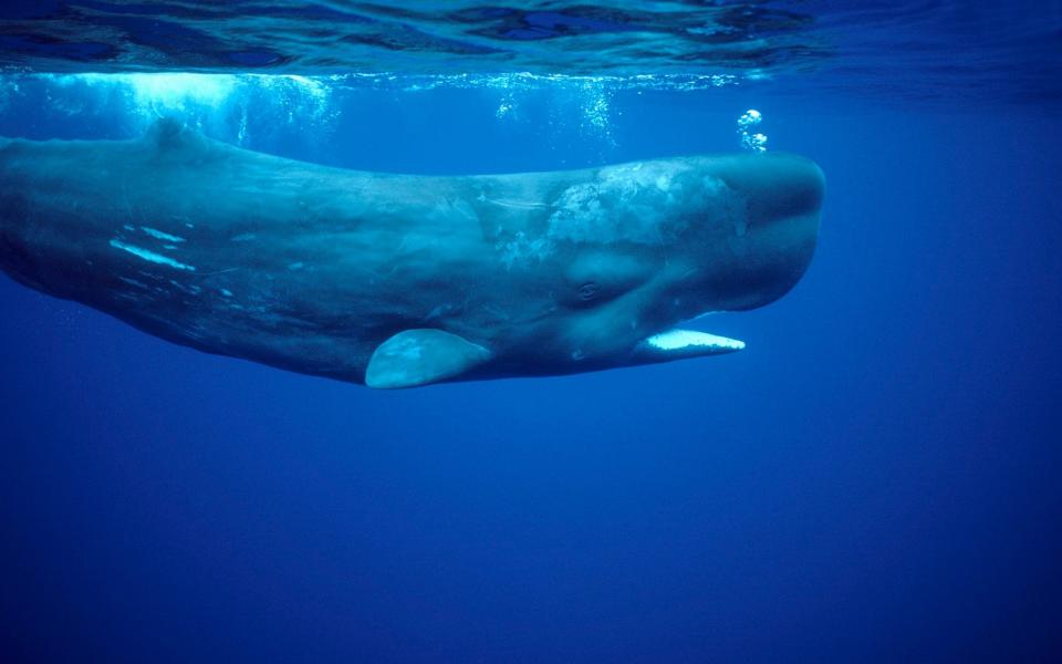 The Azores are Europe's premier cetacean viewing destination