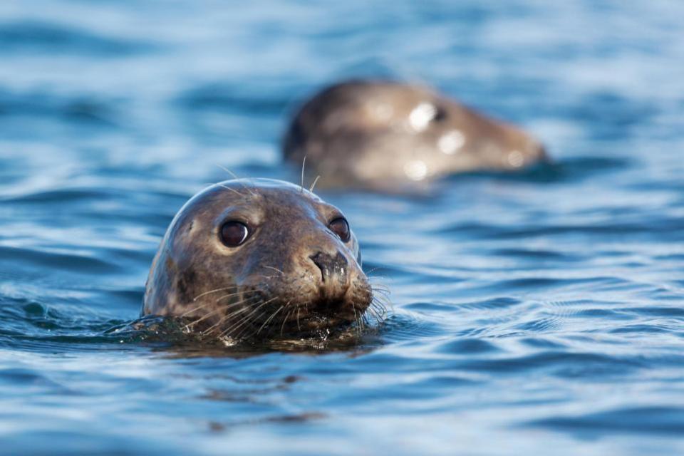 Comprador de noticias: se pueden ver focas en las islas orientales deshabitadas