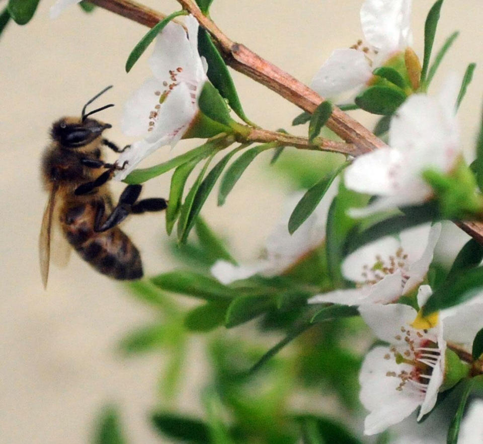 A bee hovers near the flower of a manuka bush. (Photo: Barry Batchelor - PA Images via Getty Images)