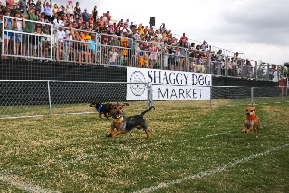 Camo, a mix breed Dachshund in yellow, crosses the finish line while competing at the 25th Annual Buda Wiener Dog Races in Buda, Texas on April 24, 2022.
