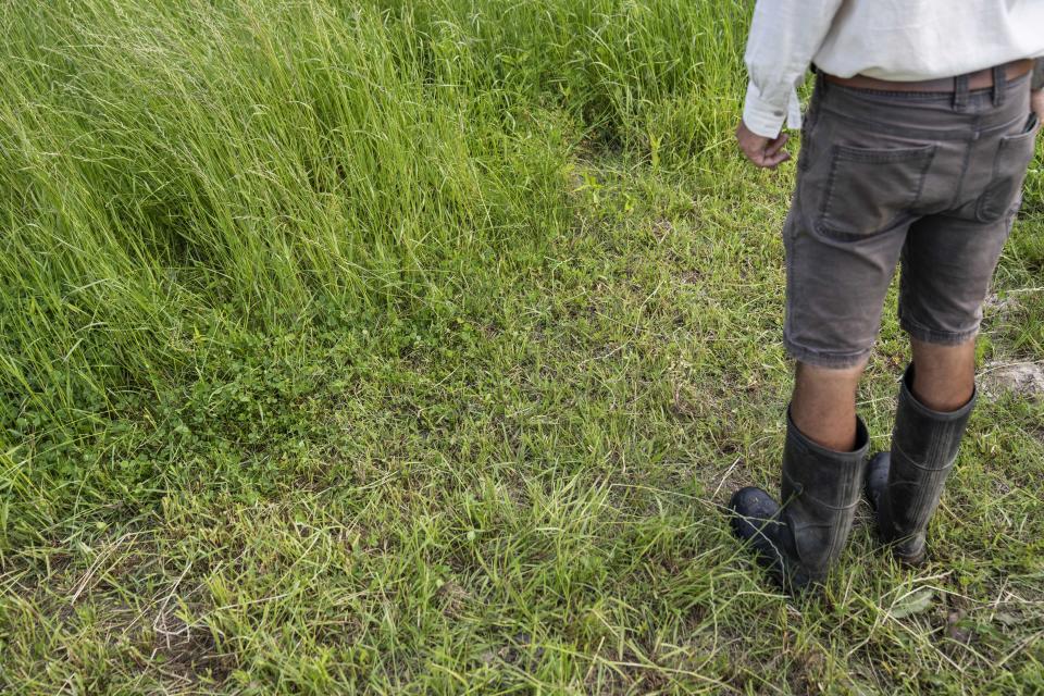 Hobbs Magaret stands at the edge of where cattle grazed down to the roots of the grass as he opens up a new section for them to graze on taller grass on his ranch in Lufkin, Texas, Tuesday, April 18, 2023. Theories of regenerative ranching harken back to the 30 million bison that once thundered through the Plains states. Herds would seemingly annihilate grasslands by eating all the vegetation and pummeling the ground with their hoofs. The ground looked trashed, but those hoofs stimulated the soil, and the animals coated the ground with nitrogen-rich waste. Then, the animals left for months or even years, allowing grasses to grow and establish deep, sturdy roots. (AP Photo/David Goldman)