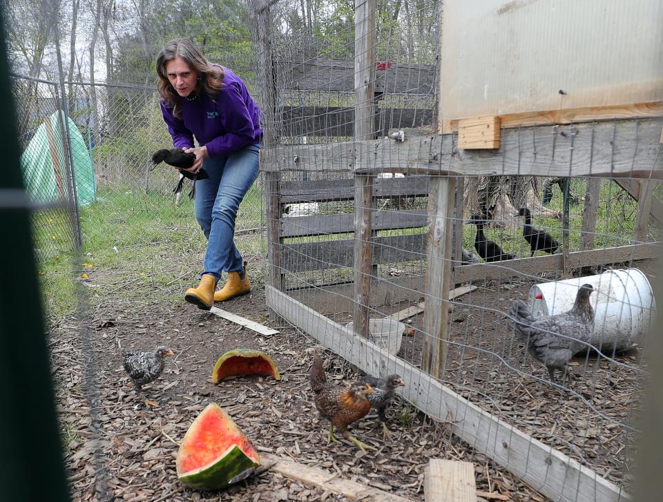 Emily Mueller makes her way through her poultry pen in New Franklin last week.