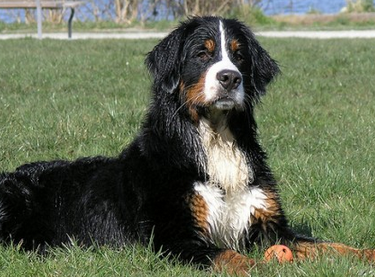 Bernese Mountain