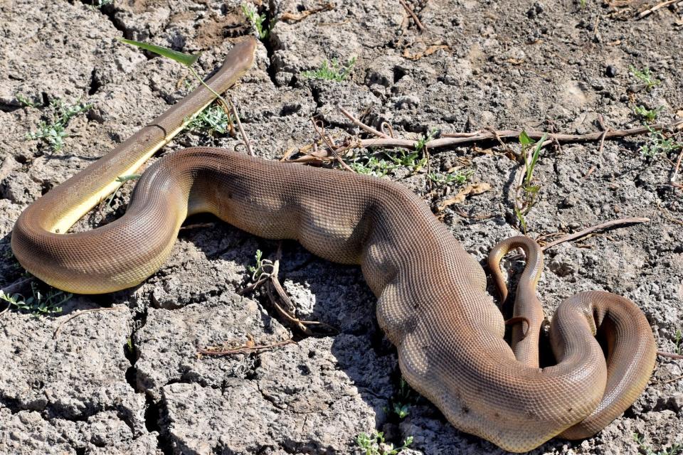 The snake with a full stomach. No one could figure out what the olive python had eaten.