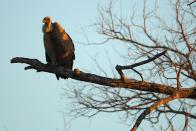 A vulture sits on a branch in the Edeni Game Reserve, a 21,000 acre wilderness area with an abundance of game and birdlife located near Kruger National Park in South Africa.