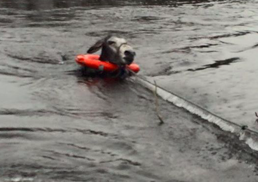 Beaming Donkey Smiles With Delight After Being Rescued From Flood