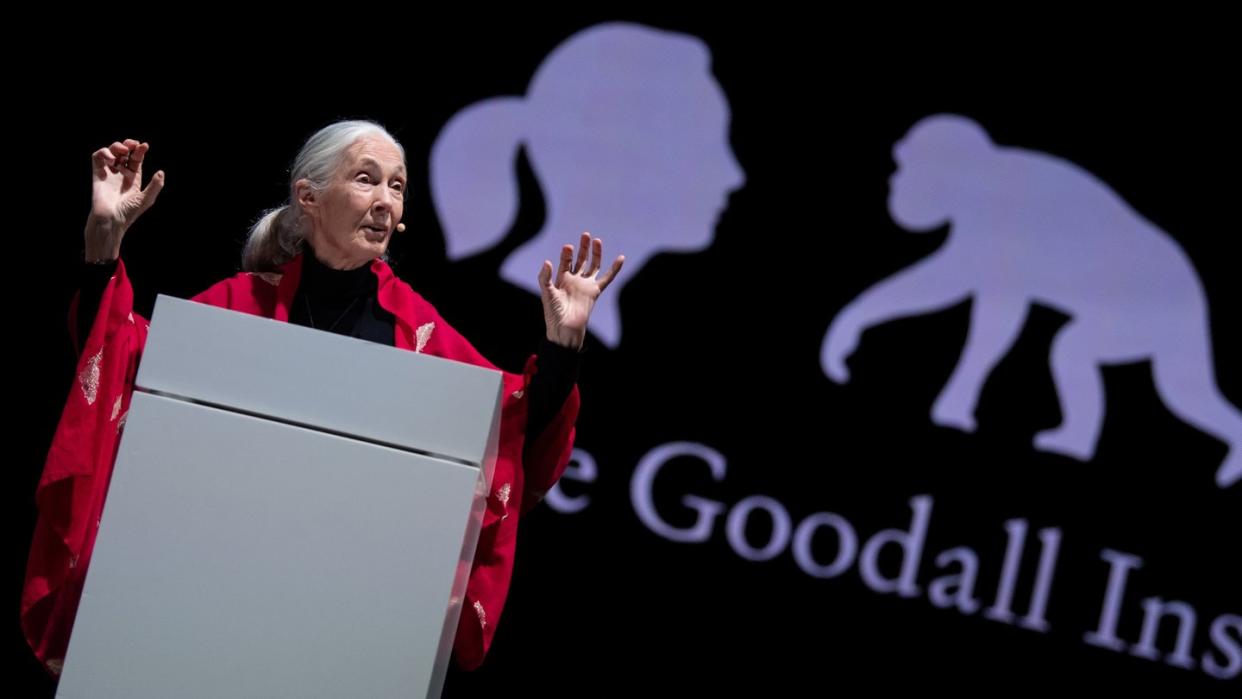 Die britische Verhaltensforscherin Jane Goodall hält in München ihren Vortrag «Reasons for Hope». Foto: Sven Hoppe