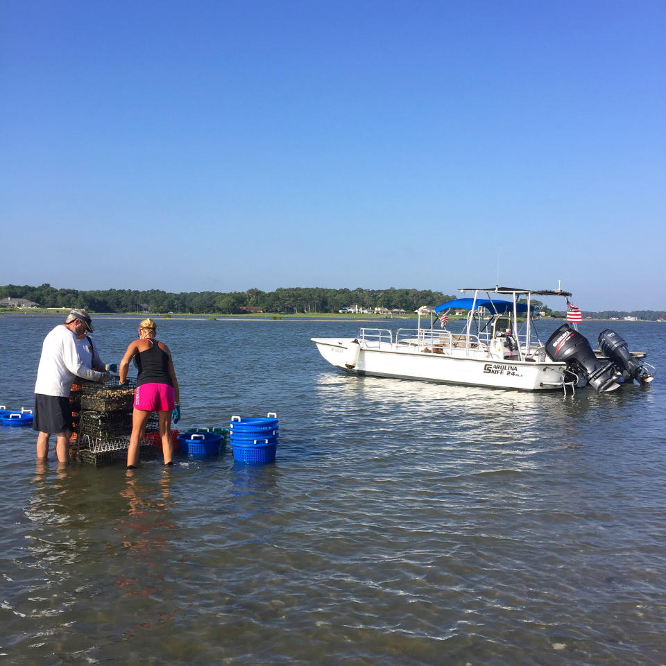 The oyster farm boat tour with Pleasure House Oysters.