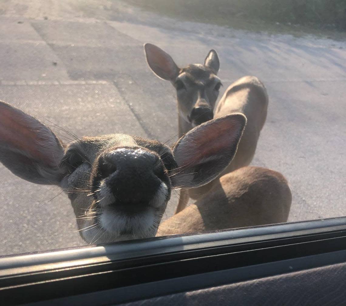 Two Key deer approach a driver in the Florida Keys in 2019. It’s illegal to feed the deer, just one of the government’s rules meant to keep them alive and healthy.