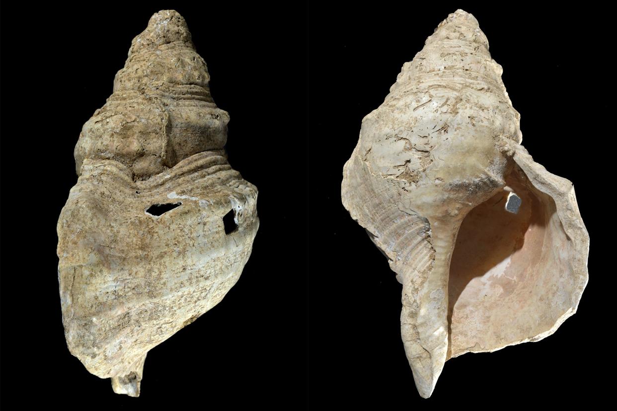 This combination of photos provided by researcher Carole Fritz in February 2021 shows two sides of a 12-inch conch shell discovered in a French cave with prehistoric wall paintings in 1931. 