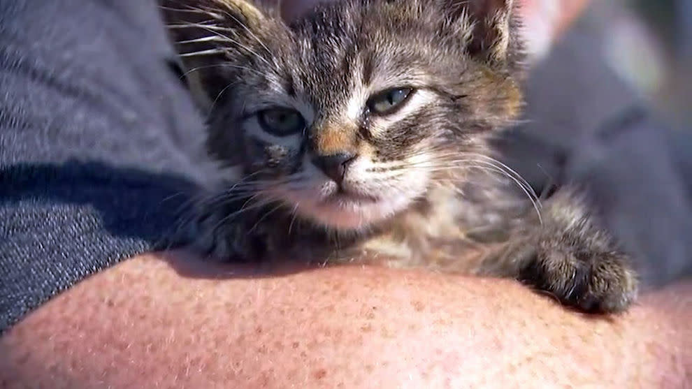 The kitten was rescued from a busy road (Picture: AP)