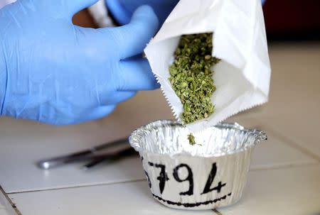 A production assistant prepares to inspect marijuana in a state-owned agricultural farm in Rovigo, about 60 km (40 miles) from Venice, September 22, 2014. REUTERS/Alessandro Bianchi