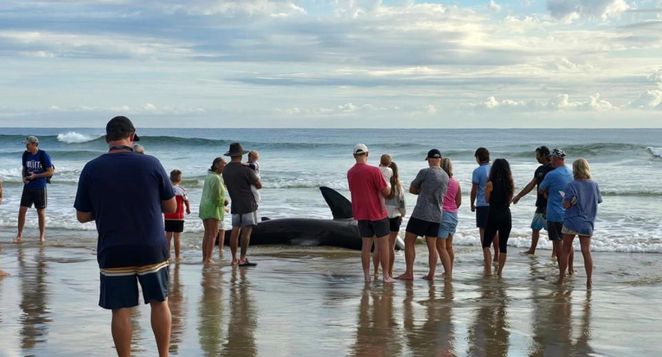 A crowd of people standing on the beach looking at a great white shark washed up on Kingscliff Beach on Monday morning.