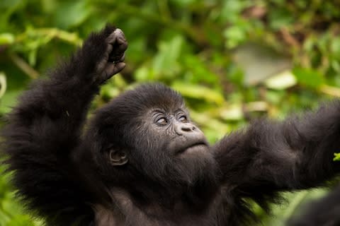 See mountain gorillas in Rwanda - Credit: GETTY