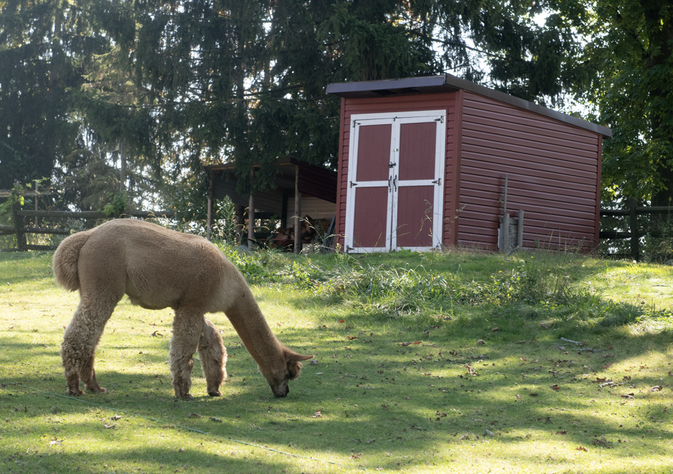 An alpaca grazes in a pasture at Pure Passions Farm in Kent.