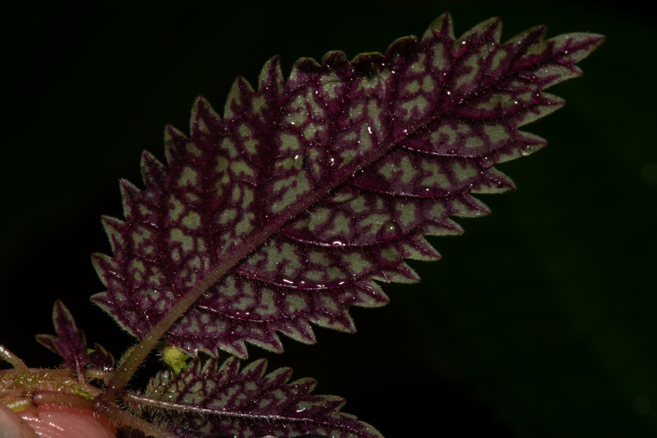 Close up of an Amalophyllon miraculum leaf underside - it's purple in colour. The background is black.