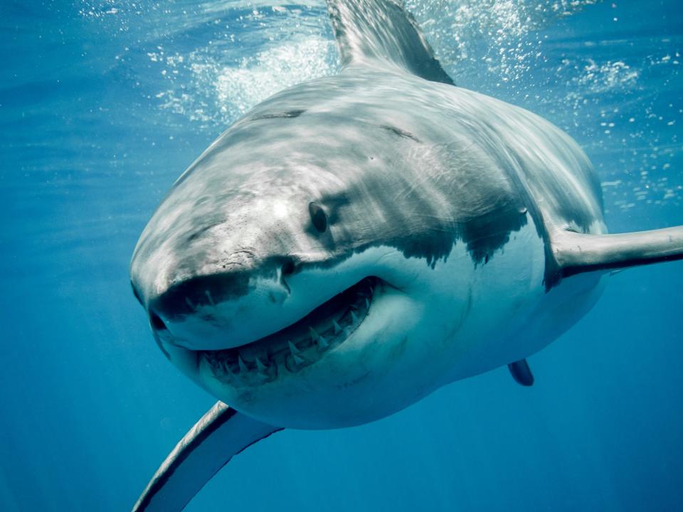 Sharks aren't uncommon to northern waters of the Atlantic, but shark "attacks" are on the rise due to several factors.