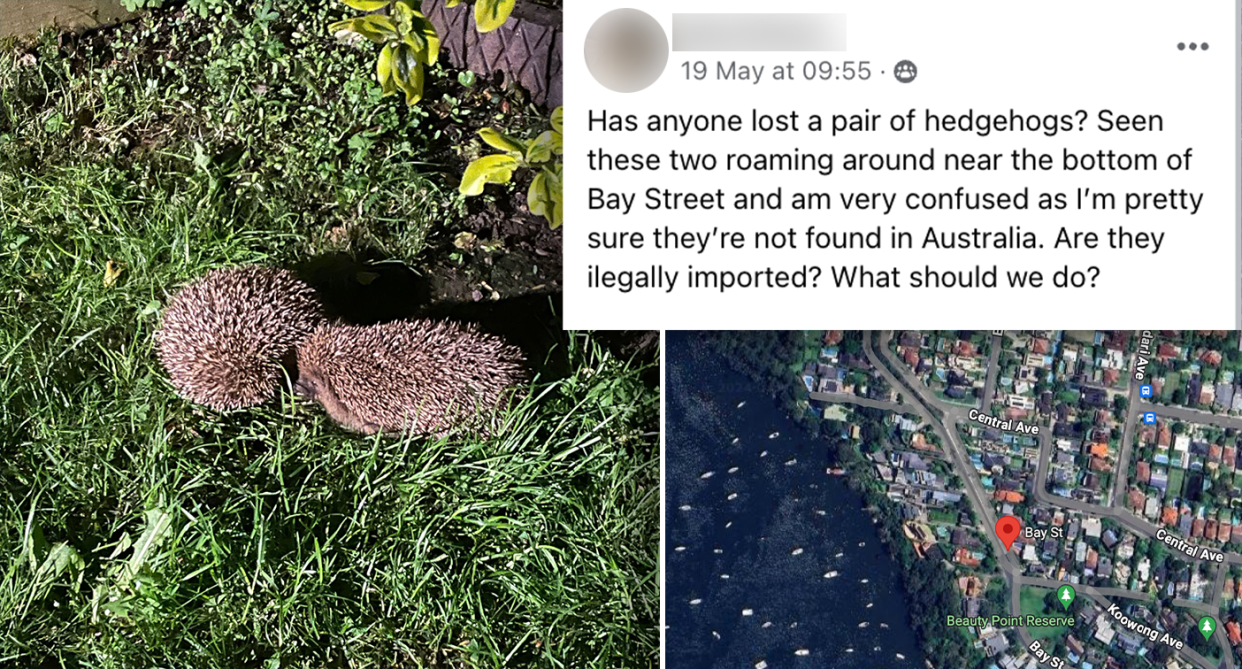 Left - Hedgehogs on a lawn. Right - a map of Bay Street in Mosman. Inset -the original Facebook post.