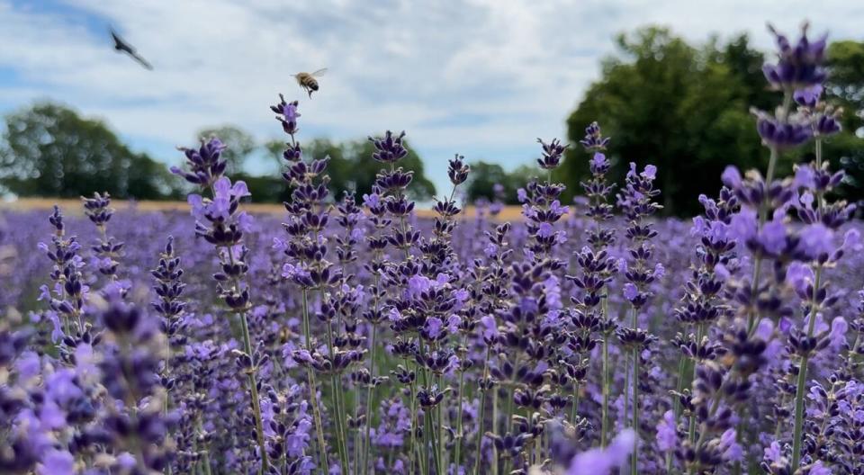 There are 48 varieties of lavender grown at Serenity Lavender Farm, the most of all lavender farms in Canada.