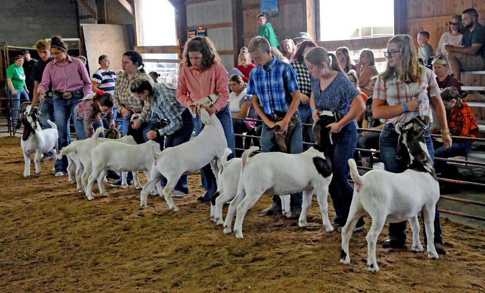 A sheep class lines up for judge in the junior meat goat show at the 2022 Wayne County Fair.