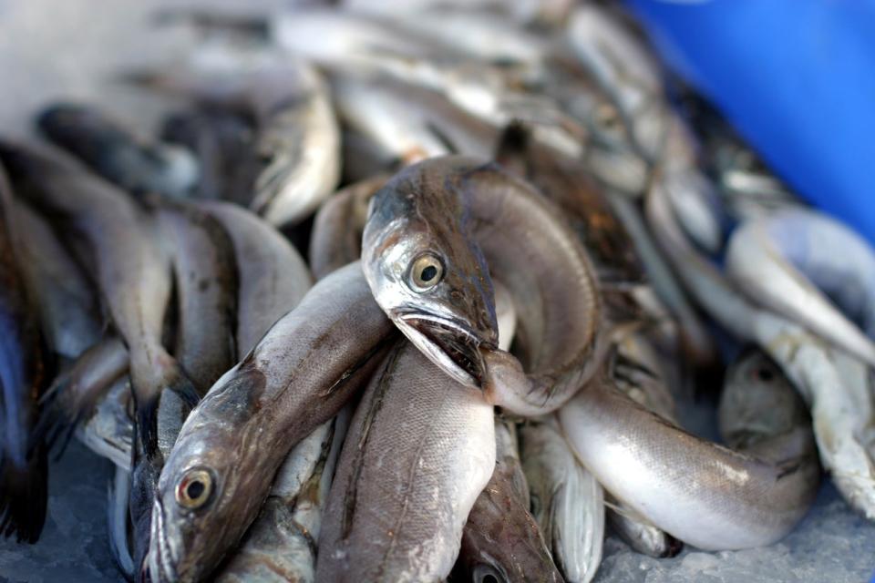 <p>‘Significant’ amount of NI eels end up in London pie and mash shops, industry says</p> (Getty Images)