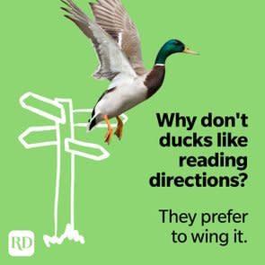 Why don't ducks like reading directions? They prefer to wing it.