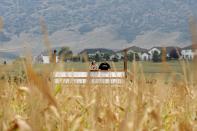 <p>Unlike most others, which you can only take in from the ground, the <a href="https://www.botanicgardens.org/" rel="nofollow noopener" target="_blank" data-ylk="slk:Chatfield Farms’ corn maze;elm:context_link;itc:0;sec:content-canvas" class="link ">Chatfield Farms’ corn maze</a> can be seen from one of their 15-foot tall bridges. Then, challenge your group by going to the Denver, Colorado, corn maze when the sun sets to take on their “After Dark" version, which you’ll have to navigate through with a glow stick. And don't fret, parents! It’s not haunted, so it’s fun for kids, too.</p><p><a class="link " href="https://go.redirectingat.com?id=74968X1596630&url=https%3A%2F%2Fwww.tripadvisor.com%2FAttractions-g33524-Activities-Littleton_Colorado.html&sref=https%3A%2F%2Fwww.countryliving.com%2Flife%2Ftravel%2Fg22717241%2Fcorn-maze-near-me%2F" rel="nofollow noopener" target="_blank" data-ylk="slk:PLAN YOUR TRIP;elm:context_link;itc:0;sec:content-canvas">PLAN YOUR TRIP</a></p>