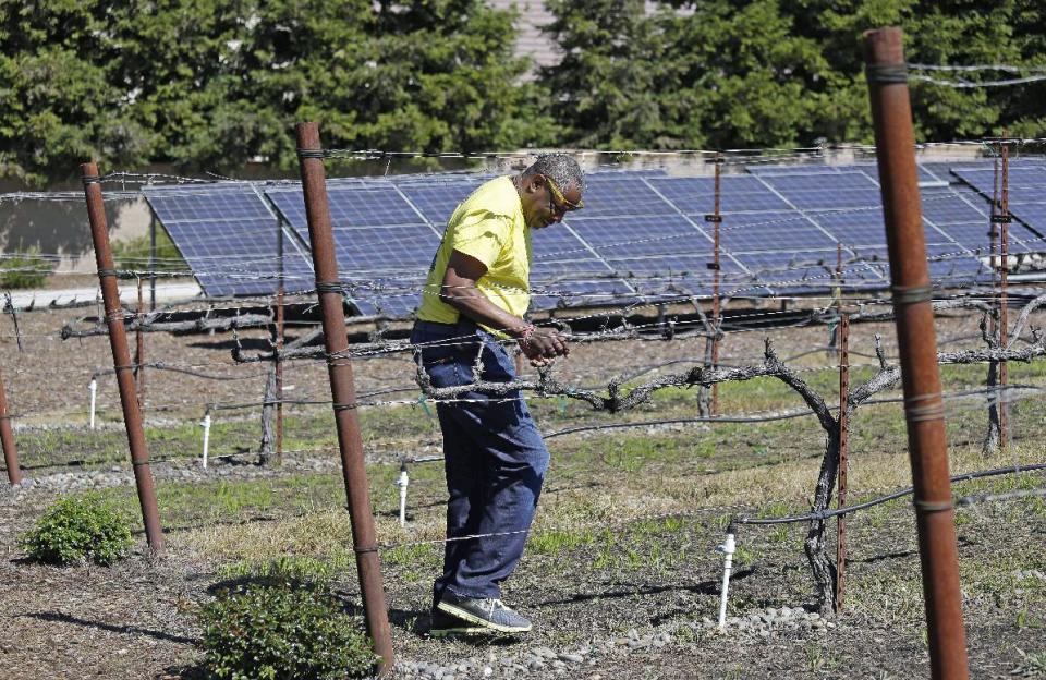 In this March 13, 2014 photo, Dusty Baker walks through his vineyard with solar panels in the background at his home in Granite Bay, Calif. While his former players and fellow managers are busy preparing for opening day, Baker is busy tending to his crops, planning his next plantings and minding his vineyard and the several hybrid fruit trees that border it. Out of uniform for the first time since taking 2007 off between managerial jobs with the Cubs and Reds, Baker is not slowing down much from his pressure-packed days in the dugout. (AP Photo/Eric Risberg)