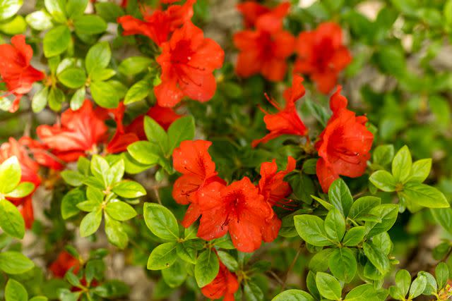 <p>JOSE LUIS VEGA GARCIA / Getty Images</p> Azaleas of the Northern Lights series are especially winter-hardy