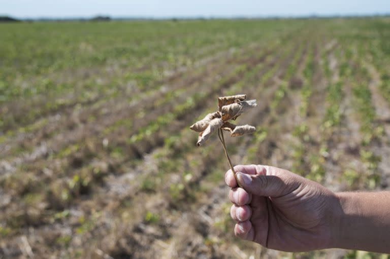 La soja va rumbo a la cosecha más baja desde 2018