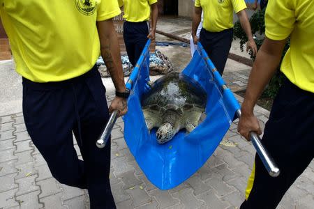 Thai navy carry a sea turtle at the Sea Turtle Conservation Center as part of the celebrations for the upcoming 65th birthday of Thai King Maha Vajiralongkorn Bodindradebayavarangkun, in Sattahip district, Chonburi province, Thailand, July 26, 2017. REUTERS/Athit Perawongmetha