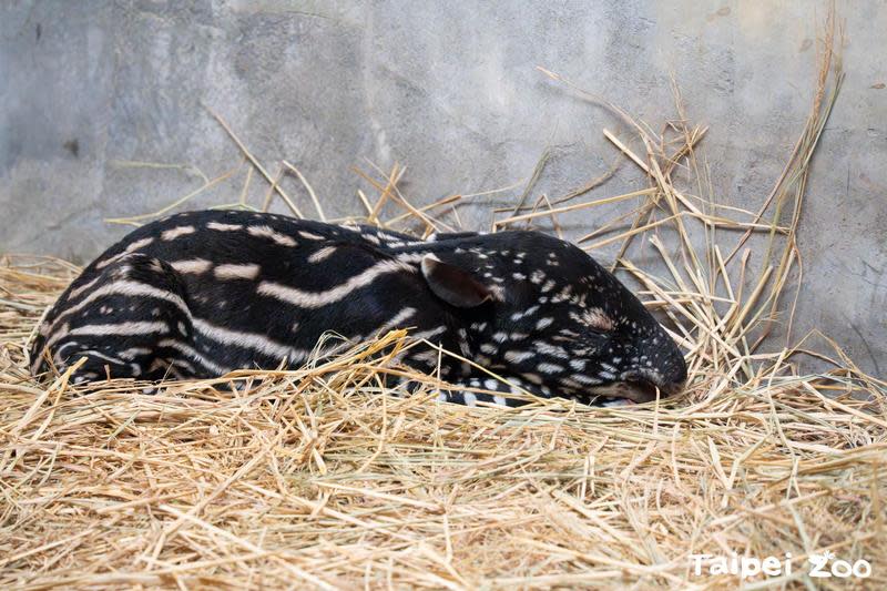 動物園迎來新生貘寶寶，再次展開命名活動。（台北市立動物園提供）