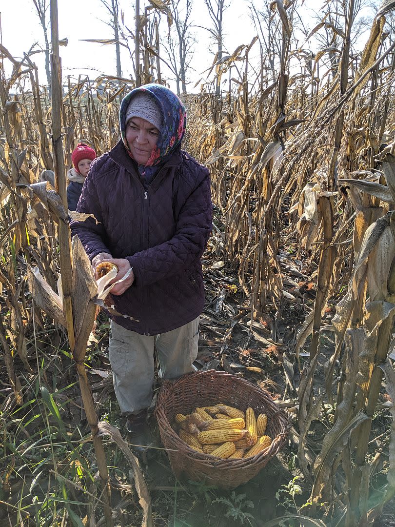 Fields of corn in Moldova.