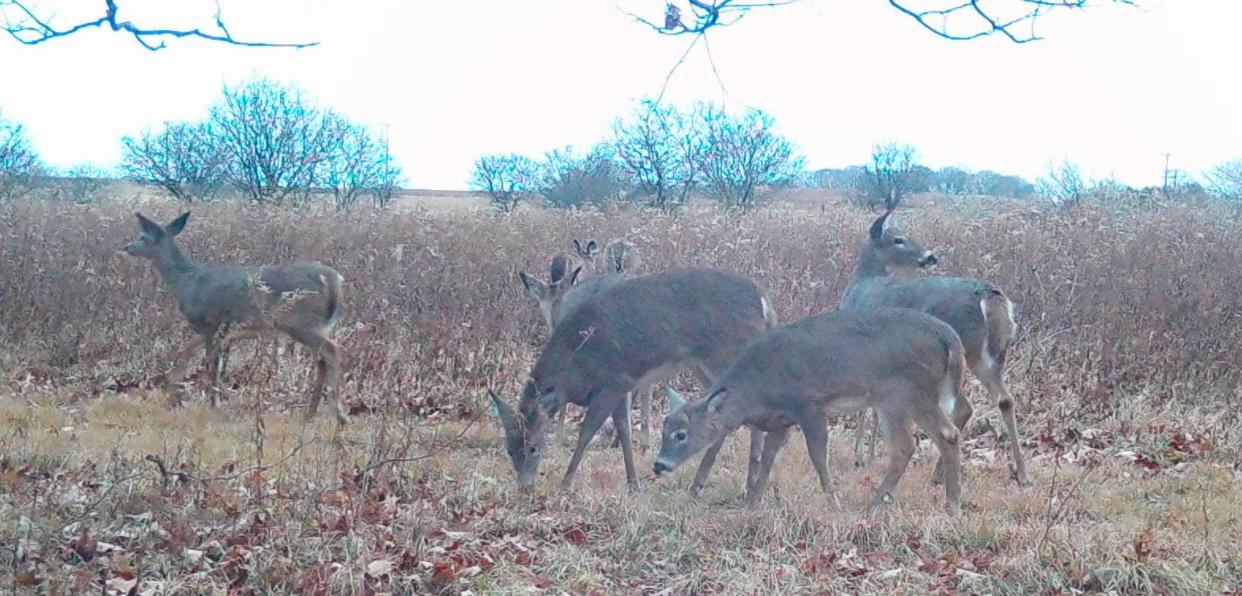 A wary herd of does moves into a field in mid-December.