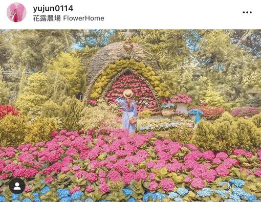 苗栗超夯景點「花露農場」繡球花季開跑。（圖／IG：yujun0114 授權提供）