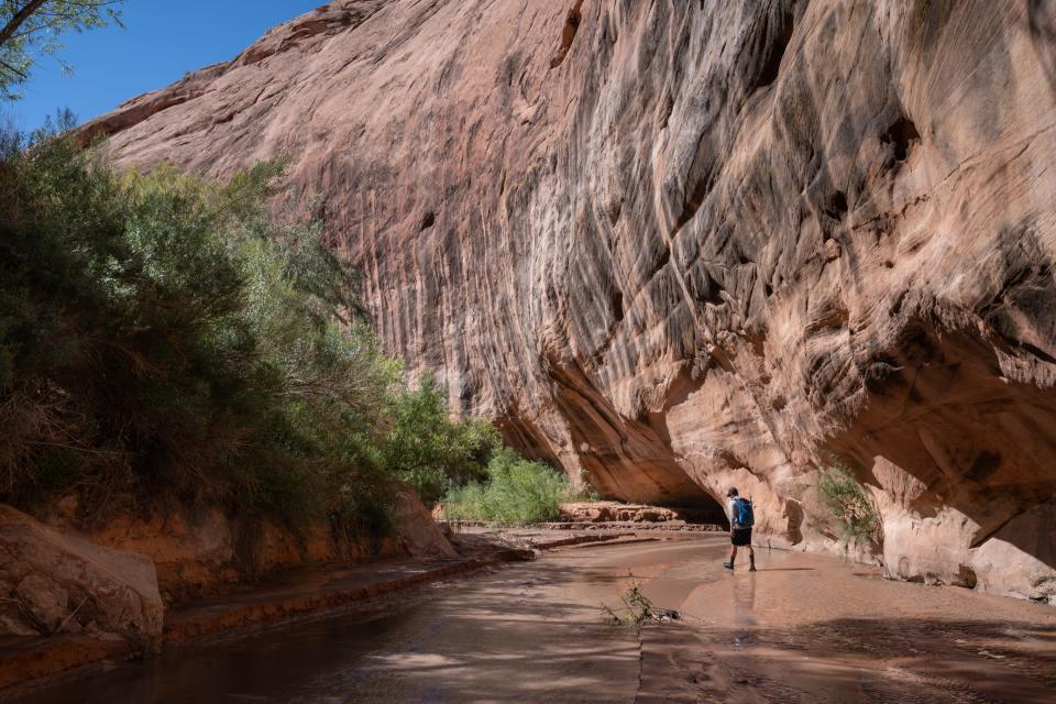 Eric Balken of the Glen Canyon Institute hikes up Lake Canyon on Aug. 16, 2022. This area in Lake Canyon was under water for approximately 20 years and now has been dry for approximately 20 years, due to declining lake levels. The area has seen a resurgence of vegetation, like Goodding's Willow.