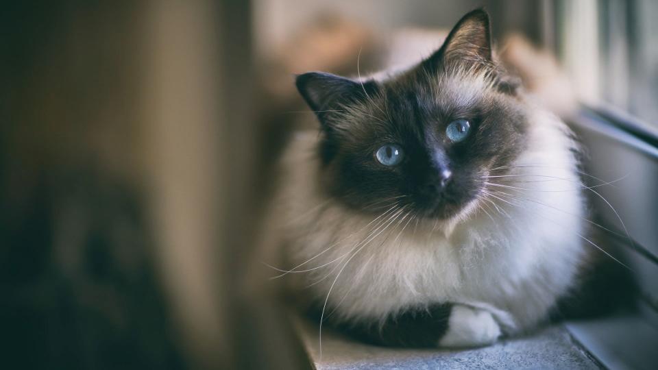 close up of a birman cat