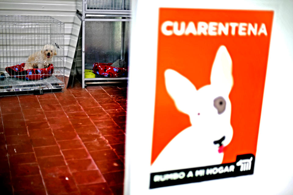 Perros rescatados en el metro de Ciudad de México son tratados en el Centro de Transferencia Canina, el 24 de julio de 2017 (AFP | Alfredo ESTRELLA)