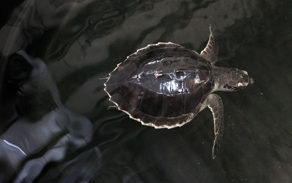 In a July 18, 2012 photo, a Kemp's Ridley turtle swims while being rehabbed from injuries sustained from a boat strike in the Gulf of Mexico, at the Audubon Aquatics Center in New Orleans. Efforts to protect endangered sea turtles in the Gulf of Mexico have prompted strenuous complaints from the dwindling fleet of shrimpers blamed for drowning them in their nets, who say their own livelihoods are threatened. By next March the federal government wants about 2,435 shrimp boats, most run by mom-and-pop operations, to install turtle-saving gear in their nets to protect the turtles, whose survival has gained renewed concern after BP's catastrophic 2010 Gulf oil spill. (AP Photo/Gerald Herbert)