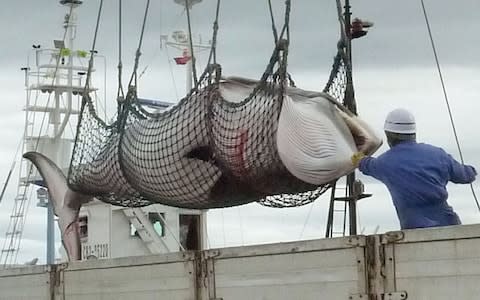 A whale is unloaded at a port after a whaling for scientific purposes in Kushiro - Credit: AP
