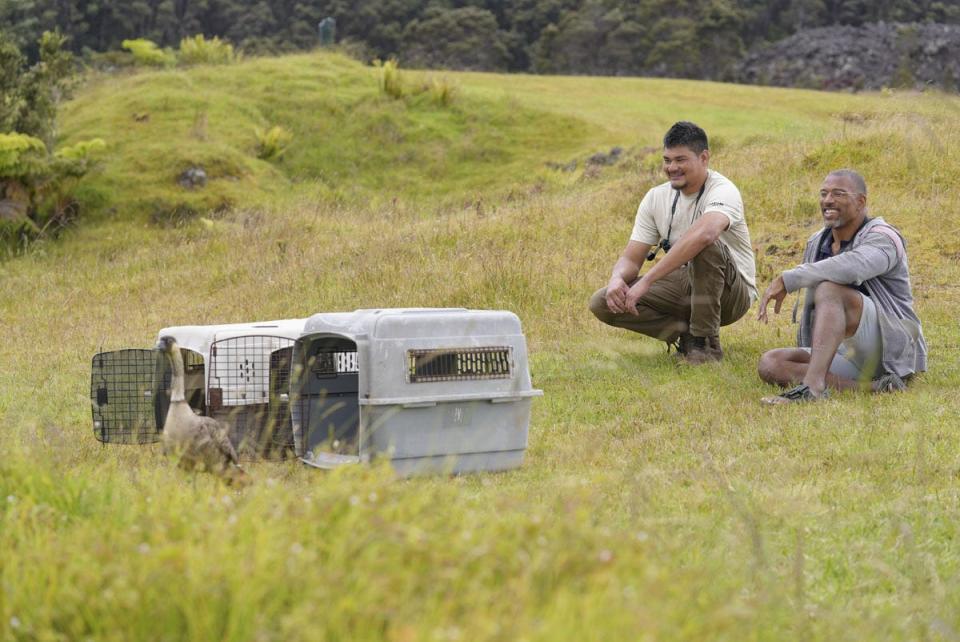 Biologist Raymond McGuire and Christian Cooper watch recently released Nēnē at the Hawaii Island Nēnē Sanctuary. (National Geographic for Disney/Troy Christopher)