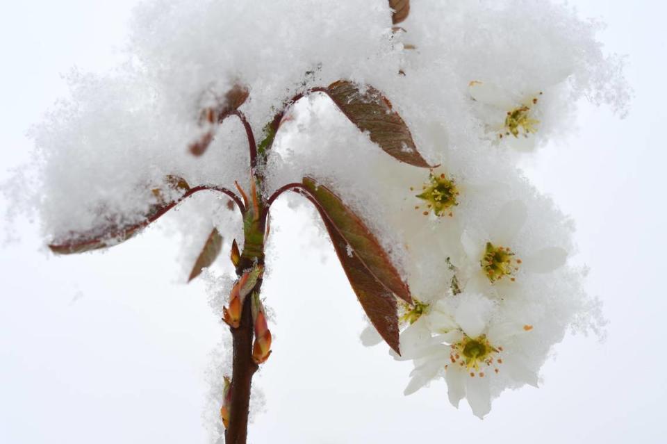A heavy wet snow blanketed the blossoms on a service berry tree on Tuesday, April 20, in Lenexa, Kansas.