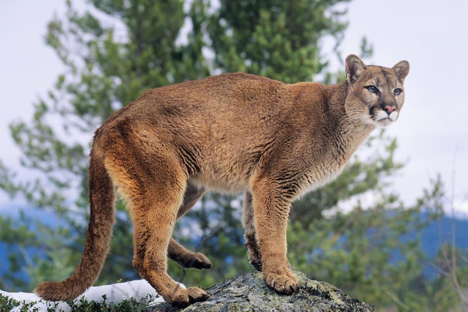 <p>This <a href="https://people.com/pets/mountain-lion-killed-after-attacking-5-year-old-boy-in-the-front-yard-of-his-calif-home/" rel="nofollow noopener" target="_blank" data-ylk="slk:California mom fought off a mountain lion that attacked her 5-year-old son;elm:context_link;itc:0;sec:content-canvas" class="link ">California mom fought off a mountain lion that attacked her 5-year-old son</a> and dragged him about 45 yards near their home in August.</p> <p>"The commotion caused by the attack and the boy's screaming alerted the mom who was inside. She ran outside and immediately started striking and punching at the lion and managed to fend the lion off her son," Capt. Patrick Foy with the California Department of Fish and Wildlife <a href="https://losangeles.cbslocal.com/2021/08/28/woman-fights-off-mountain-lion-to-save-5-year-old-son/" rel="nofollow noopener" target="_blank" data-ylk="slk:tells CBS LA;elm:context_link;itc:0;sec:content-canvas" class="link ">tells CBS LA</a>. "This mom's an absolute hero who saved her son's life, there's no question about it." </p>