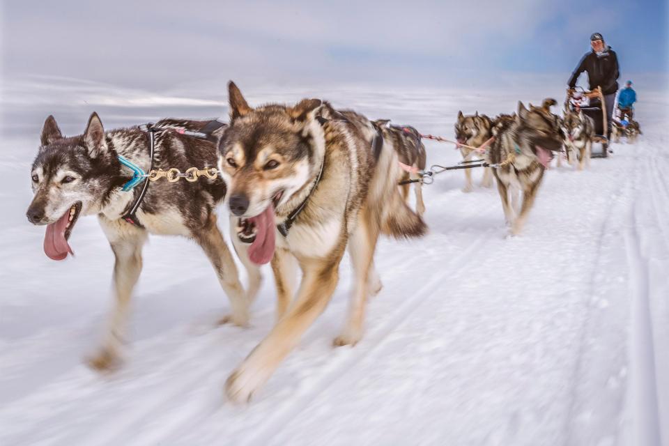 Huskies are as cuddly as they are fast