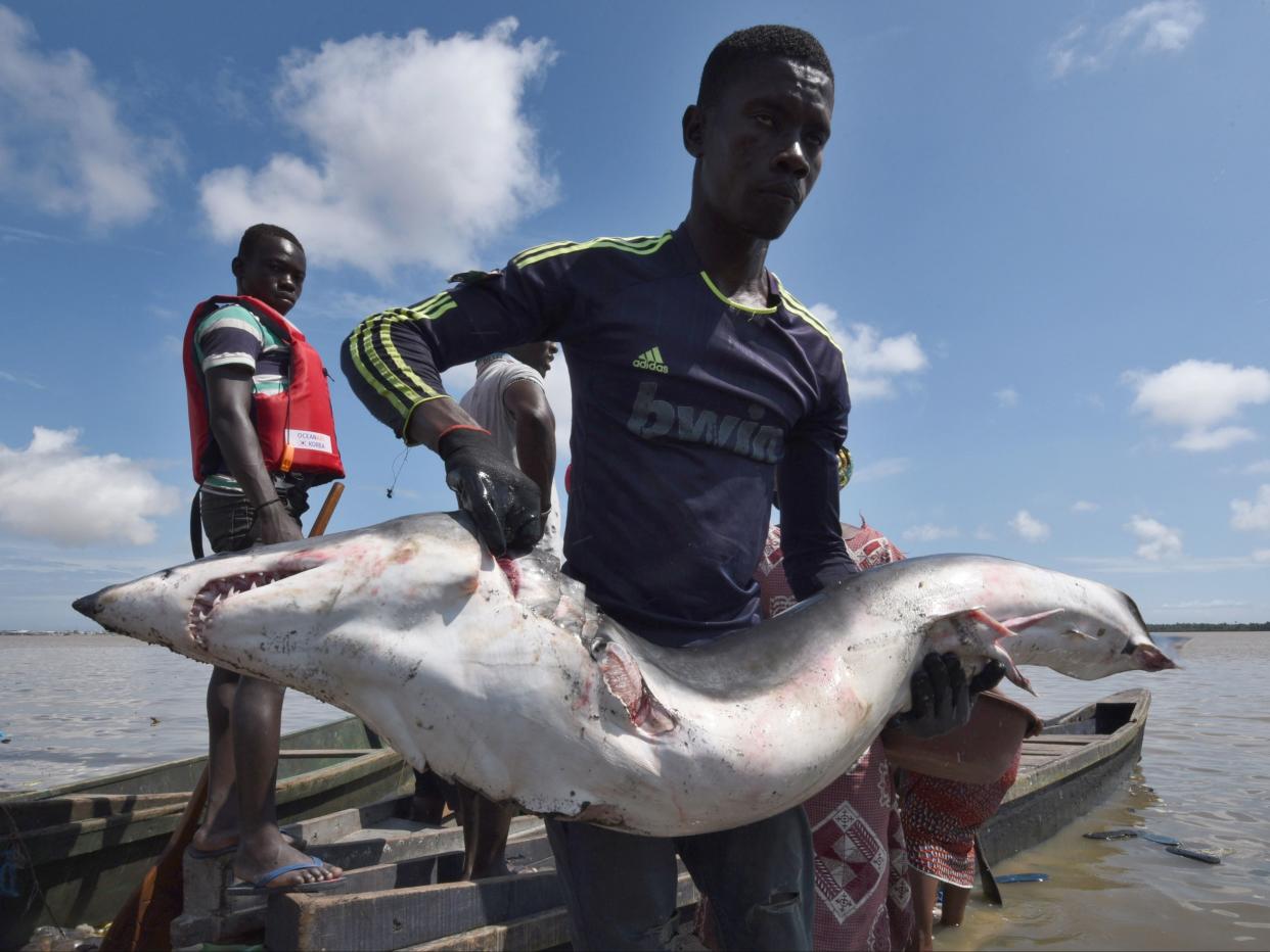 Hundreds of species of shark are threatened with being wiped out (AFP via Getty Images)