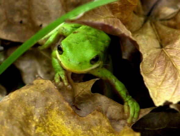 Brumation tree frogs