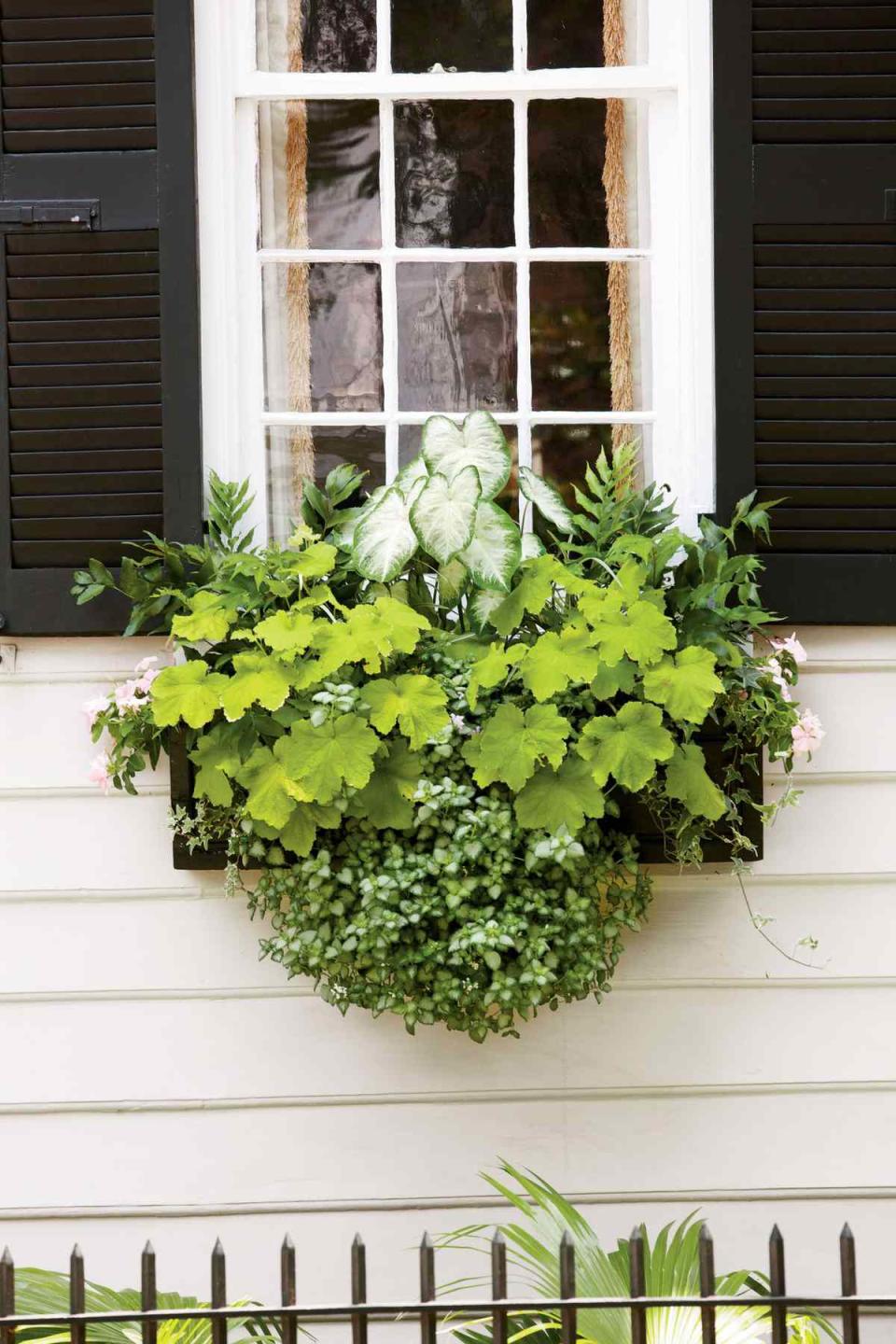 Charming Green Window Box
