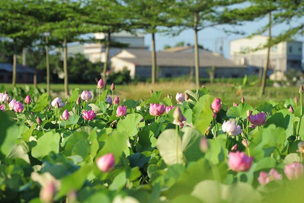 台南白河蓮花季 (圖片來源／白河區公所)