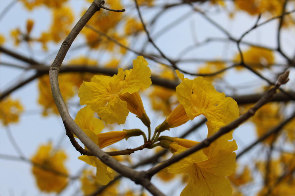 黃花風鈴木(Photo Credit: Chi-Hung Lin@Flickr, License: CC BY-SA 2.0，圖片來源：https://www.flickr.com/photos/92585929@N06/16562620450)